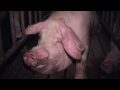 What is factory farming? - PIGS