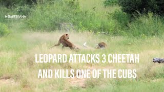 Leopard attacks three cheetahs and kills one cub in Kruger National Park