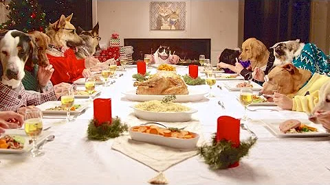 Freshpet Holiday Feast - 13 Dogs and 1 Cat Eating with Human Hands - DayDayNews