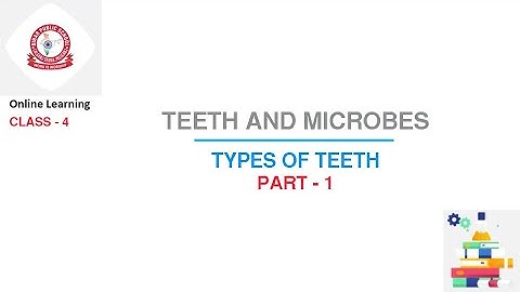 Class 4 Science : Teeth and Microbes | Part - 1 | Types of Teeth