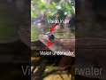 four eyed fish#sciencefacts #sea @fact