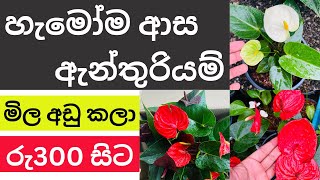 ??හැමෝම හොයන ඇන්තුරියම් මිල ගණන් අඩු කරා - Anthurium Plants Sale in 2023