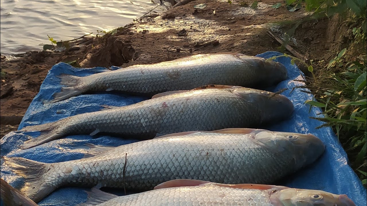 pescaria de Curimba,monstra parte 1