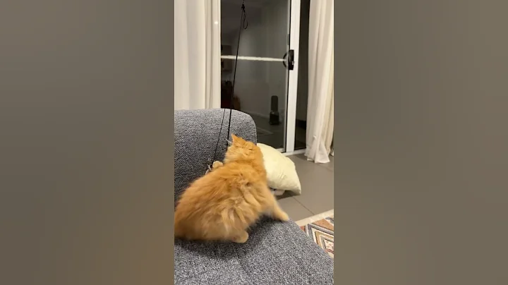 Video 4608761: tabby maine coon, ginger maine coon, catlover cutekitten, cutekitten cats