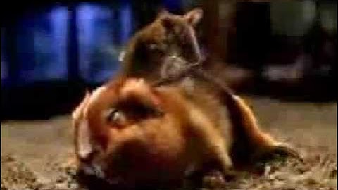 Squirrel Fighting Matrix Style