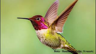 Nokia - Hummingbird (She_Vi rework)