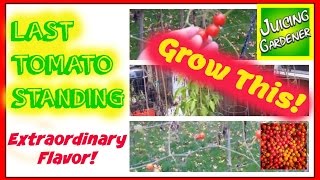 Last Tomato Standing | Extraordinary Flavor | GROW THIS CHERRY TOMATO