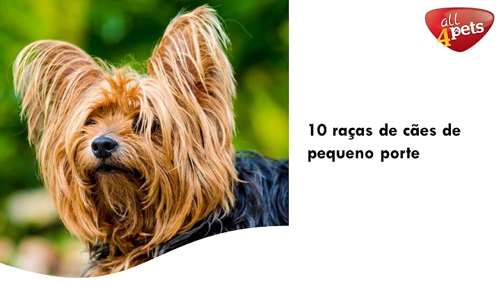 10 raças de cães de pequeno porte