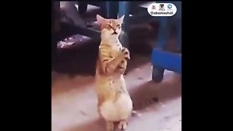 اتحداك ما تضحك ههههه تاك الصاحبك يشبه 