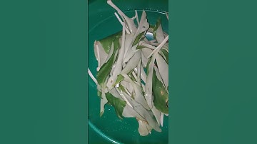 Thumbnail of daun kencur
