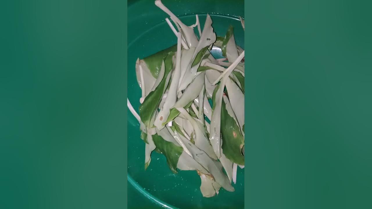 daun kencur