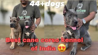 Best cane corso kennel in India All import dogs44+dogsimport quality puppies