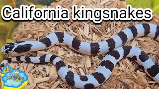 California kingsnakes, My kingsnake Collection 2023, shipping out snakes.