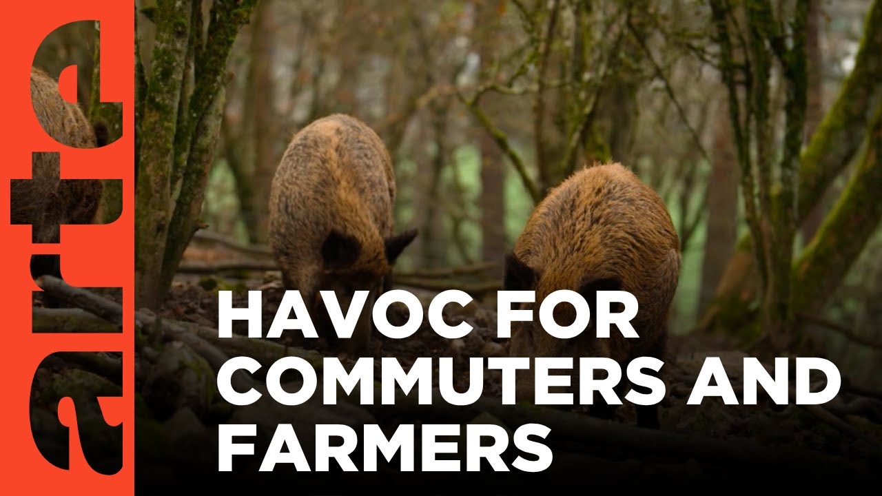 Belgium's Wild Boar Problem | ARTE.tv Documentary