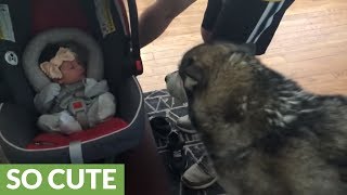 Alaskan Malamute meets newborn baby for the first time