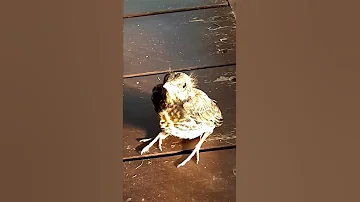 Птенцы дрозда из гнёзд спешат на волю