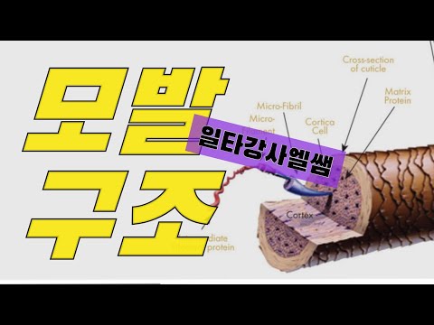 [CC]일타강사 엘쌤의 모발구조 강좌! 어렵지 않아요~ [엘리야의소소한헤어]