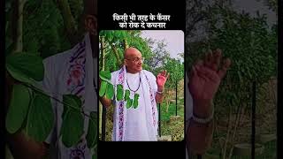 किसी भी तरह के कैंसर को रोक दे कचनार