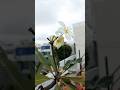 best song Rose 🌹#geography #viral #viralvideos