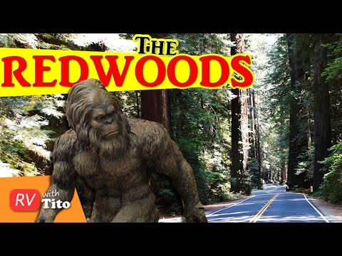 Bigfoot Found in the Redwoods