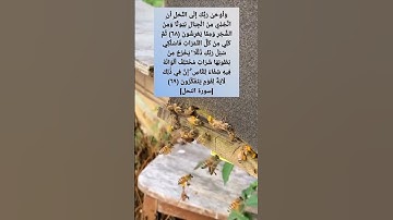 وَأَوْحَىٰ رَبُّكَ إِلَى النَّحْلِ أَنِ اتَّخِذِي مِنَ الْجِبَالِ بُيُوتًا [سورة النحل] ماجد العويري