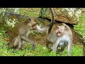 young monkey screaming horror when young male catch her tail up and push hard behind