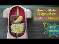 How To Make Digestive System 3d Model Holiday Homework 
