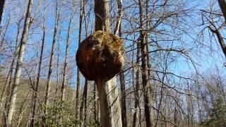 Large Tree Burl