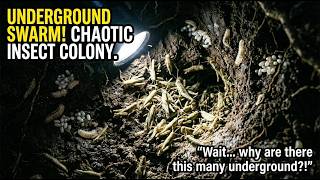 Grhopper Pov What It Found Underground Will Shock You