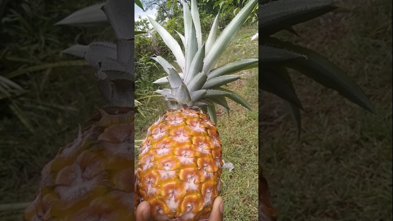 pineapple short video//how to grow a pineapple video//pineapple youtube short