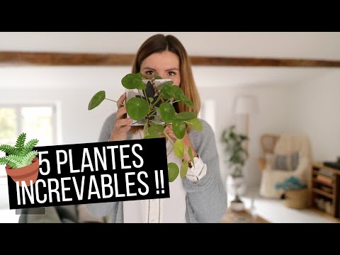 Vidéo: Plantes d'intérieur : patrie, espèces, soins
