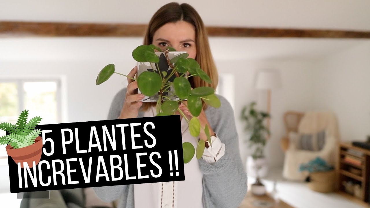 🌿 5 plantes d'intérieur INCREVABLES et faciles à entretenir !!! | tribulationsdanais