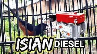 BEGINI JADINYA KALAU SERING DENGAR MESIN DIESEL | hasil berguru masteran cendet
