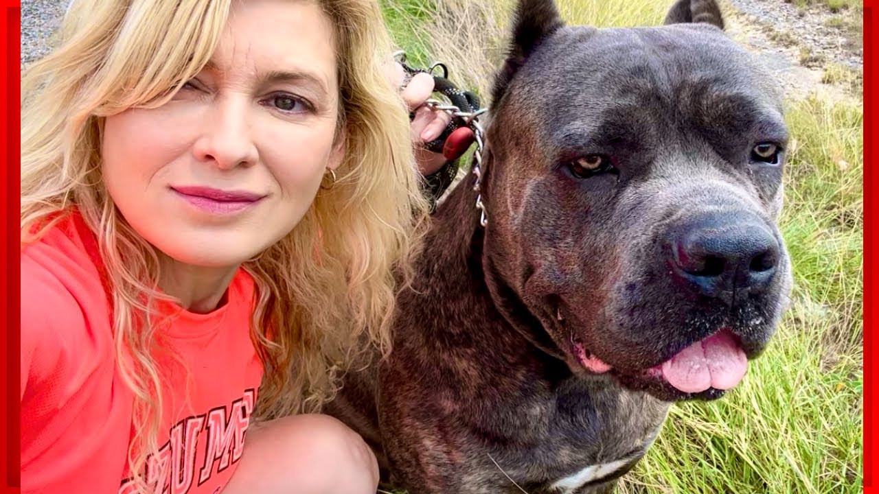 CANE CORSO Dog PROTECTION TRAINING? YouTube