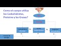 PROTEÍNAS, LÍPIDOS, CARBOHIDRATOS Y VITAMINAS - YouTube