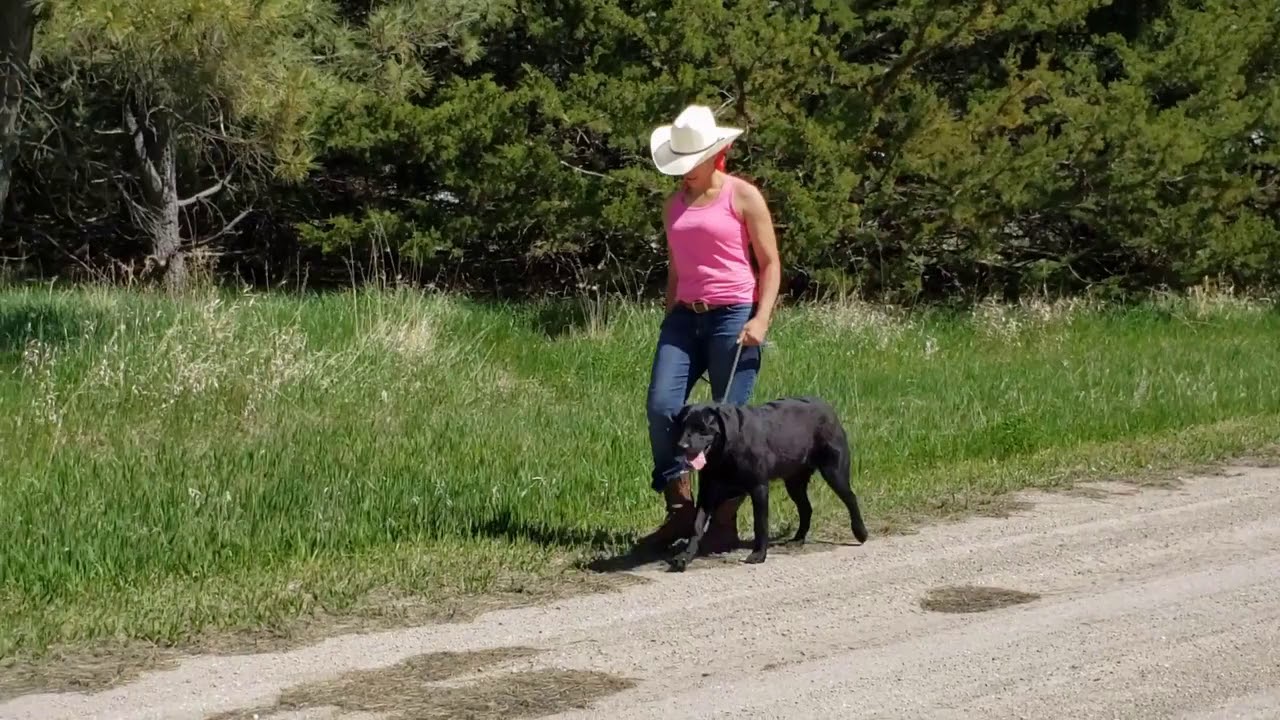 Started Hunting Dogs Nebraska Hunting Dogs YouTube