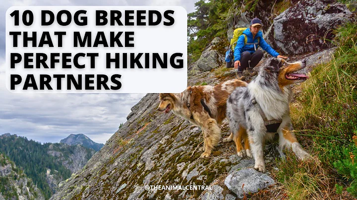 10 Dog Breeds That Make Perfect Hiking Partners #dogbreeds #hiking #hikingdog #viral #trendingvideo