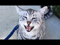 Talkative Egyptian Mau Cat Meow : Mau Egipcio の動画、YouTube動画。