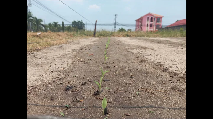 CULTIVO DE SORGO ALFREDO CARIAS