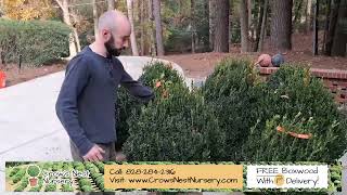Boxwoods For Sale | Crows Nest Nursery | Taylor Testimonial