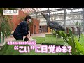 「こい」に目覚めた？ハシビロコウのふたば【掛川花鳥園公式】