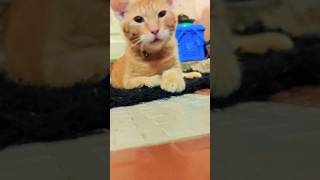 Download Lagu cat lover 🥰 #cat #campursari #dangdut #coversong #cat #cover MP3