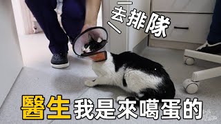 社牛浪貓主動走進手術室噶蛋，醫生：別著急，還沒輪到你｜李喜猫