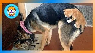Funniest Animals 2023 😂 Funny Cats and Dogs 🐱🐶  Funny Animal Videos 2023 #71