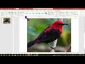 How to Make Soft Edges of an Image in Power Point?