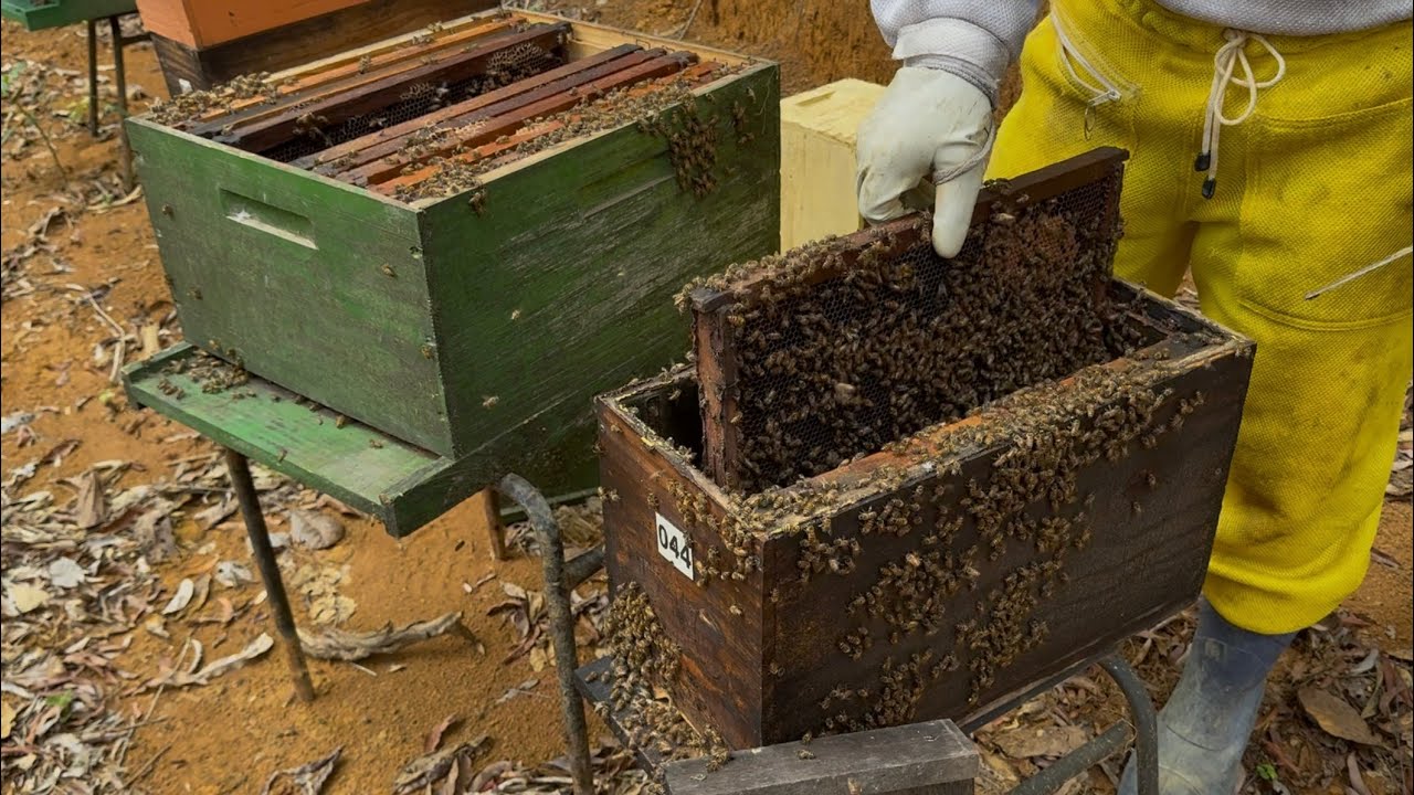 MÉTODO PÁLMER / Transferência 