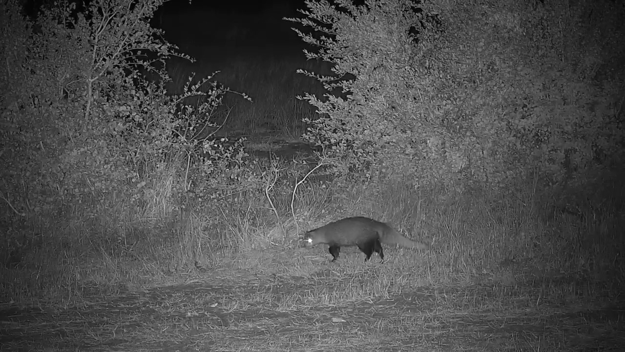 camera iphone 8 plus apk Djuma: White-tailed Mongoose - 01:08 - 06/18/19