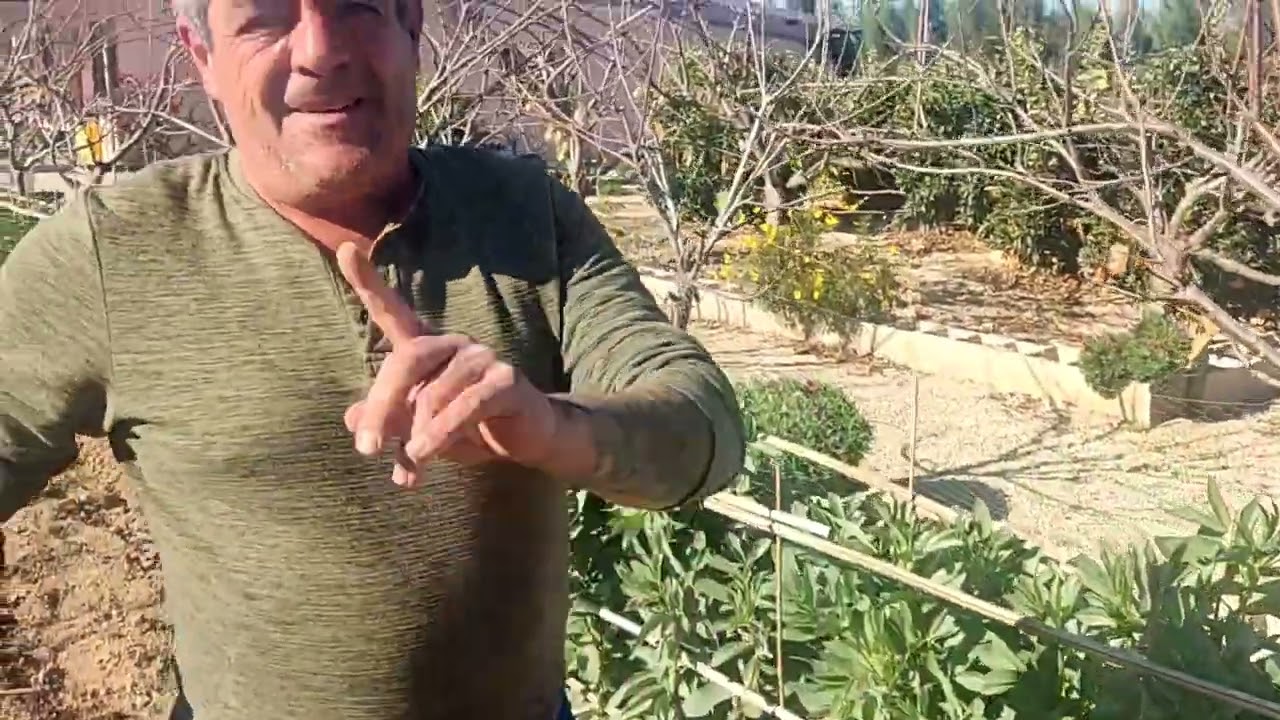 Siembra de las patatas.