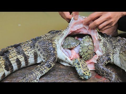 Video: Perro hambriento recogido por control animal ahora es saludable y amado