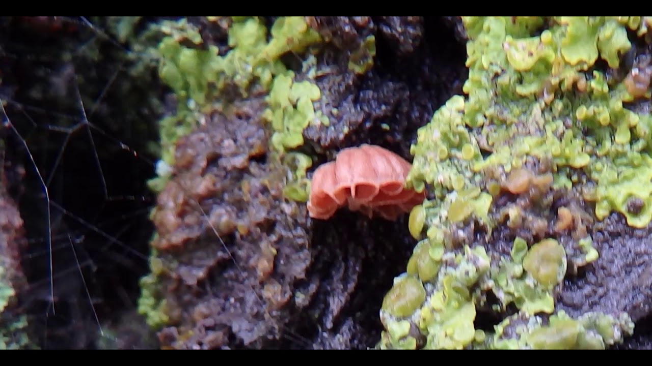 Phaeomarasmius rimulincola  Greece by Theo Fotiadis